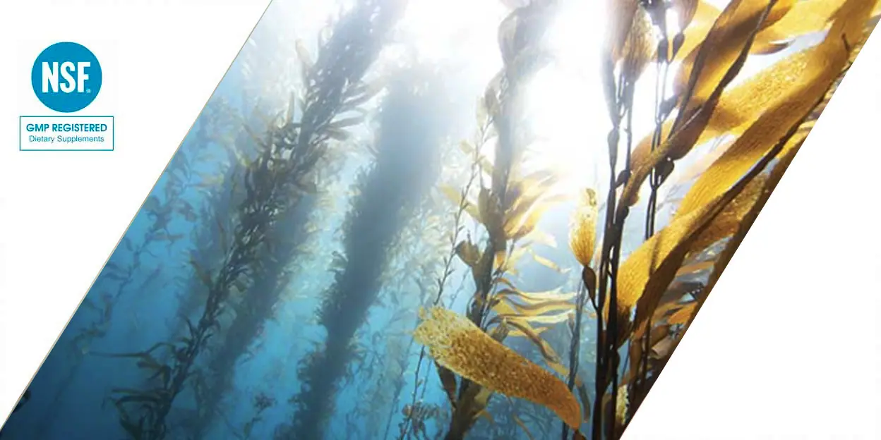 seaweed-blog
