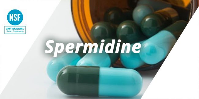 Spermidine-feature