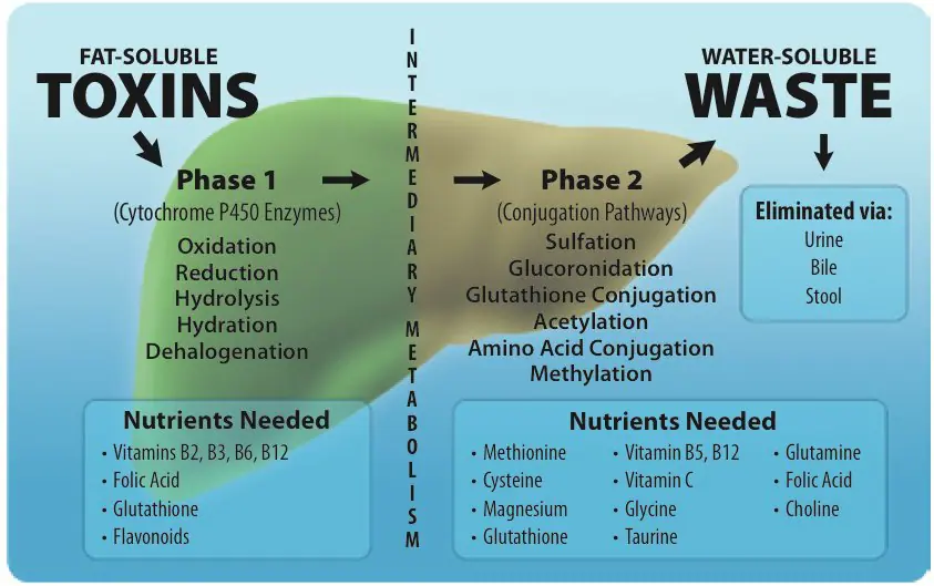 Phase-l-and-ll-Liver-Detoxification-1 (1)
