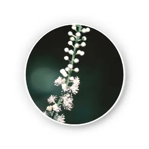 image12