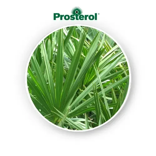image15 prosterol graphic