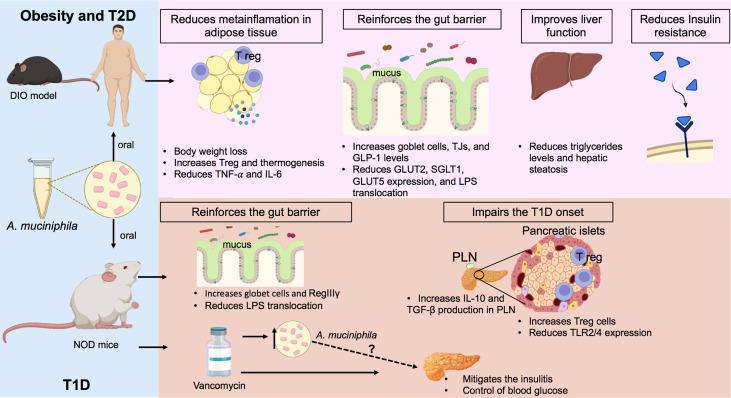 image1 obesity and t2d infographic